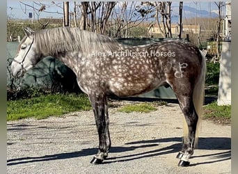 PRE Mestizo, Semental, 5 años, 162 cm, Tordo rodado