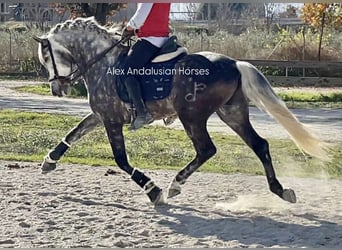 PRE Mestizo, Semental, 5 años, 162 cm, Tordo rodado