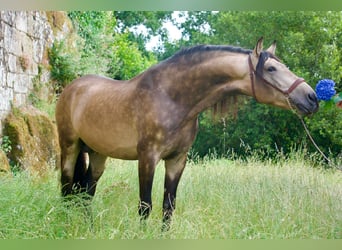 PRE Mestizo, Semental, 5 años, 163 cm, Bayo