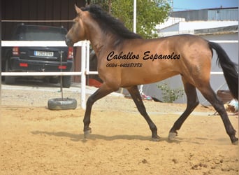 PRE Mestizo, Semental, 5 años, 163 cm, Buckskin/Bayo