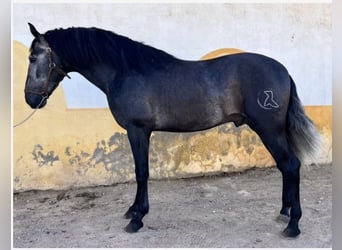 PRE, Semental, 5 años, 163 cm