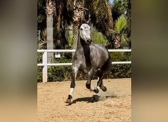 PRE Mestizo, Semental, 5 años, 163 cm
