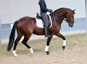 PRE Mestizo, Semental, 5 años, 163 cm, Castaño