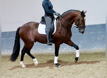 PRE Mestizo, Semental, 5 años, 163 cm, Castaño