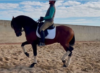 PRE Mestizo, Semental, 5 años, 163 cm, Castaño