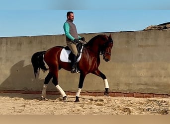 PRE Mestizo, Semental, 5 años, 163 cm, Castaño