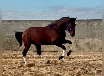 PRE Mestizo, Semental, 5 años, 163 cm, Castaño