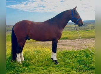 PRE Mestizo, Semental, 5 años, 163 cm, Castaño