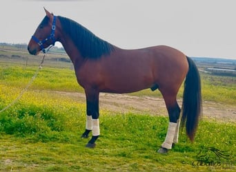 PRE Mestizo, Semental, 5 años, 163 cm, Castaño