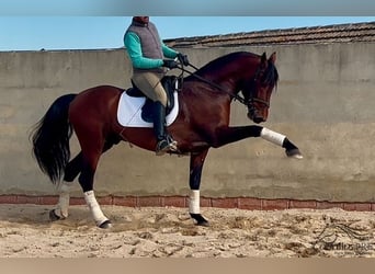 PRE Mestizo, Semental, 5 años, 163 cm, Castaño