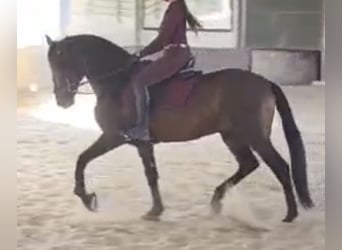 PRE Mestizo, Semental, 5 años, 163 cm, Castaño