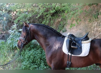 PRE Mestizo, Semental, 5 años, 163 cm, Castaño oscuro