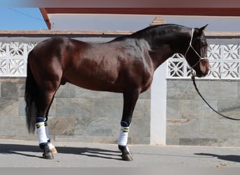 PRE Mestizo, Semental, 5 años, 163 cm, Castaño oscuro