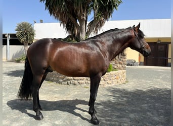 PRE Mestizo, Semental, 5 años, 163 cm, Castaño rojizo