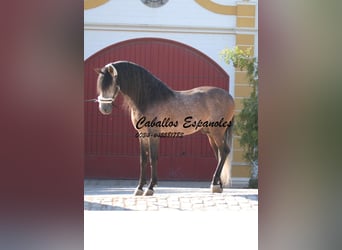 PRE, Semental, 5 años, 163 cm, Musgo marrón