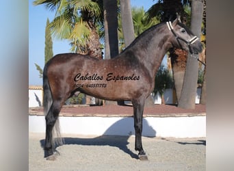 PRE, Semental, 5 años, 163 cm, Musgo marrón