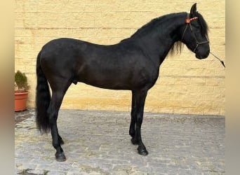 PRE Mestizo, Semental, 5 años, 163 cm, Negro