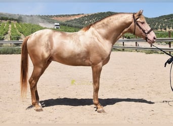 PRE, Semental, 5 años, 163 cm, Perla