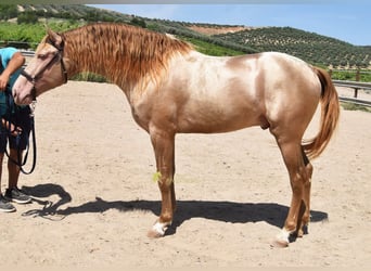 PRE, Semental, 5 años, 163 cm, Perla