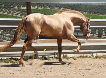 PRE, Semental, 5 años, 163 cm, Perla
