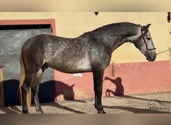 PRE, Semental, 5 años, 163 cm, Tordo