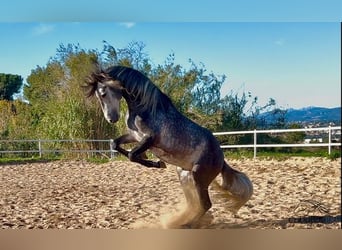 PRE, Semental, 5 años, 163 cm, Tordo