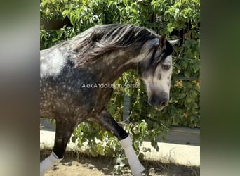 PRE Mestizo, Semental, 5 años, 163 cm, Tordo rodado