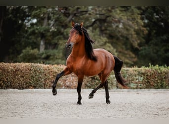 PRE, Semental, 5 años, 164 cm, Castaño