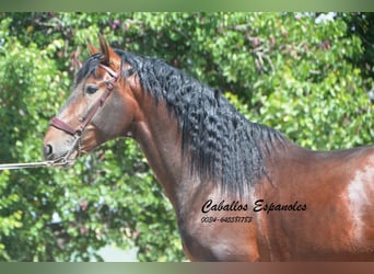 PRE Mestizo, Semental, 5 años, 164 cm, Castaño