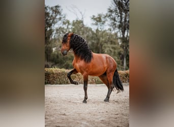 PRE, Semental, 5 años, 164 cm, Castaño