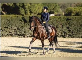 PRE, Semental, 5 años, 164 cm, Castaño oscuro