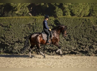 PRE, Semental, 5 años, 164 cm, Castaño oscuro