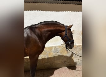 PRE Mestizo, Semental, 5 años, 164 cm, Castaño oscuro