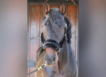 PRE, Semental, 5 años, 164 cm, Castaño oscuro