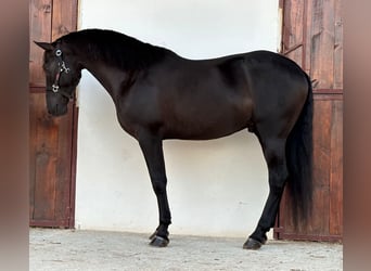 PRE, Semental, 5 años, 164 cm, Negro