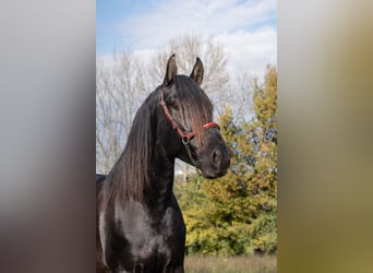 PRE, Semental, 5 años, 164 cm, Negro