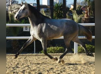 PRE Mestizo, Semental, 5 años, 164 cm, Tordo