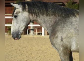 PRE Mestizo, Semental, 5 años, 164 cm, Tordo