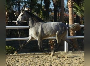 PRE Mestizo, Semental, 5 años, 164 cm, Tordo