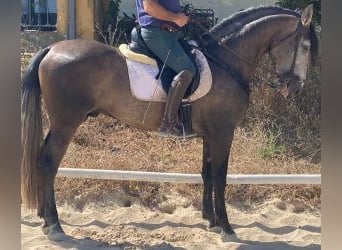 PRE Mestizo, Semental, 5 años, 164 cm, Tordo