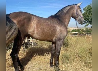 PRE Mestizo, Semental, 5 años, 164 cm, Tordo