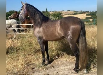 PRE Mestizo, Semental, 5 años, 164 cm, Tordo