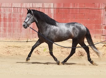 PRE, Semental, 5 años, 164 cm, Tordo