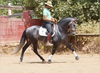 PRE, Semental, 5 años, 164 cm, Tordo