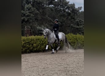 PRE Mestizo, Semental, 5 años, 164 cm, Tordo rodado
