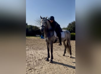 PRE Mestizo, Semental, 5 años, 164 cm, Tordo rodado