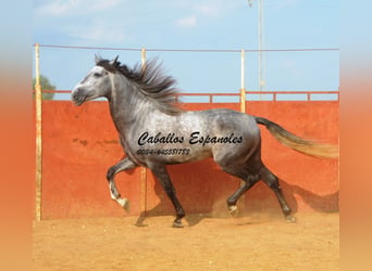 PRE, Semental, 5 años, 164 cm, Tordo rodado