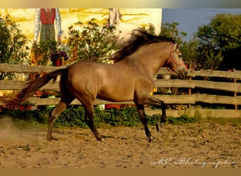 PRE, Semental, 5 años, 164 cm, Tordo ruano