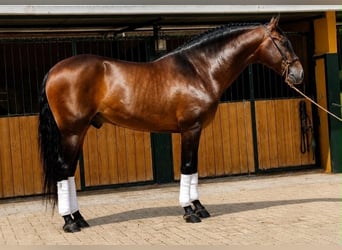 PRE, Semental, 5 años, 165 cm, Castaño oscuro
