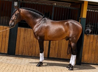 PRE, Semental, 5 años, 165 cm, Castaño oscuro